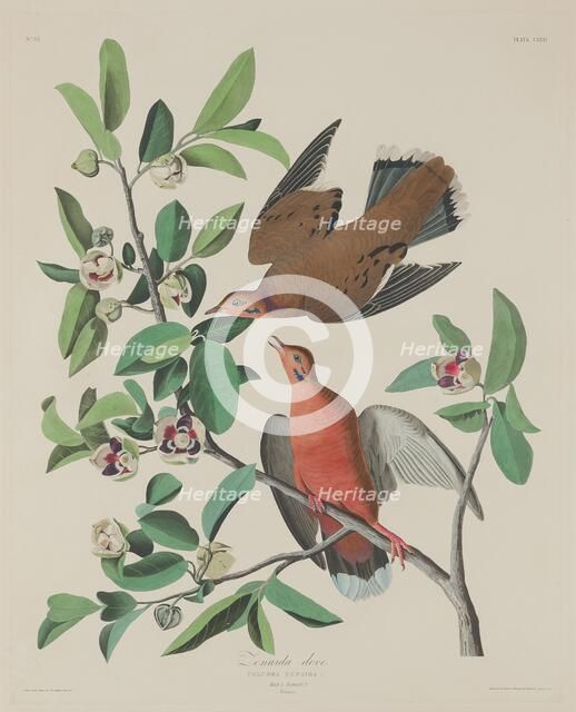 Zenaida Dove, 1833. Creator: Robert Havell.