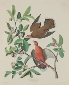 Zenaida Dove, 1833. Creator: Robert Havell