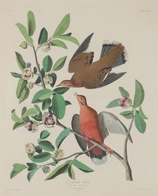 Zenaida Dove, 1833. Creator: Robert Havell