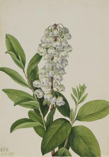 Zenobia (Zenobia cassinifolia), 1927. Creator: Mary Vaux Walcott