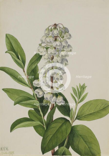 Zenobia (Zenobia cassinifolia), 1927. Creator: Mary Vaux Walcott.
