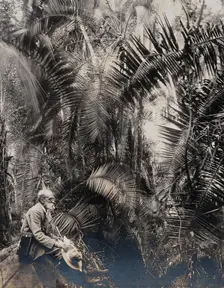 Zimbabwe: a member of the British Association sitting in a palm ravine, 1905. Creator: Geoffrey L Parsons