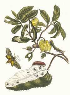 Zuursak. From the Book Metamorphosis insectorum Surinamensium, 1705. Creator: Merian, Maria Sibylla (1647-1717)