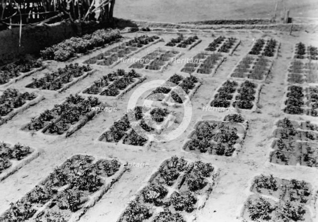 Zuni gardens, c1927. Creator: Edward Sheriff Curtis.