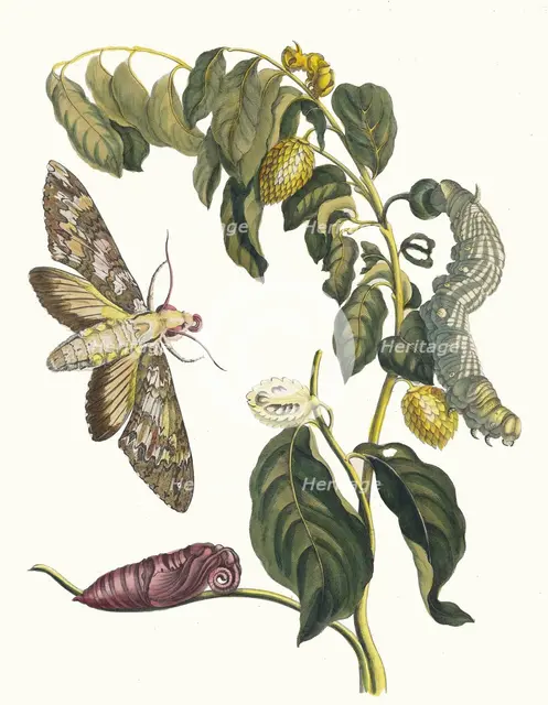 Zursak. From the Book Metamorphosis insectorum Surinamensium, 1705. Creator: Merian, Maria Sibylla (1647-1717).