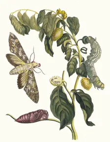 Zursak. From the Book Metamorphosis insectorum Surinamensium, 1705. Creator: Merian, Maria Sibylla (1647-1717)